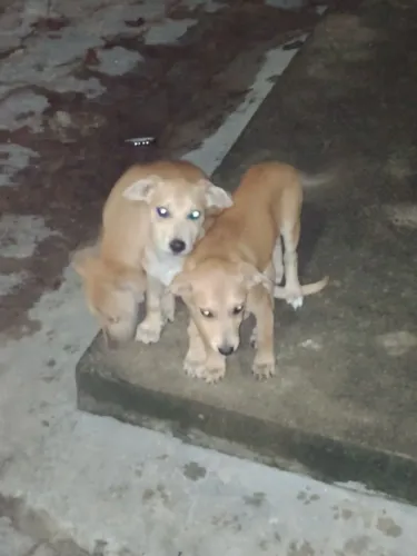 Cachorrinhos