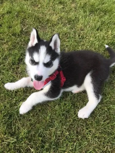 Filhotes de Husky Siberiano | Um companheiro para momentos inesquecíveis.