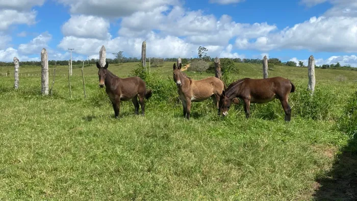 3 burros novo pra amansar