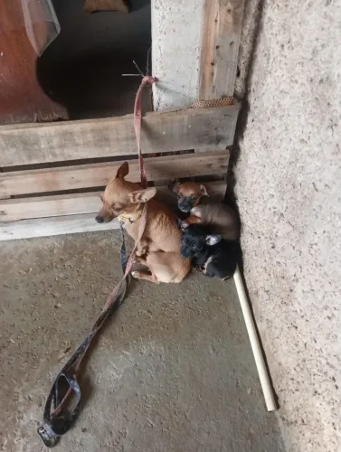 Pinscher 