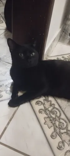 Gato macho