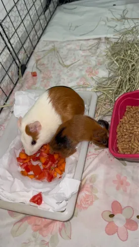 porquinha da índia