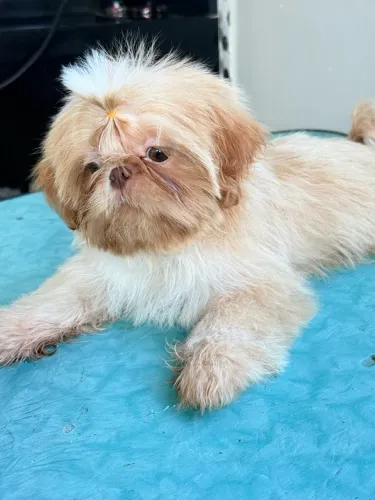Cachorro