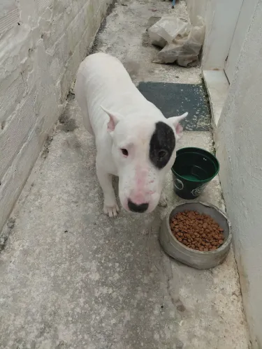 Doação de Bull Terrier