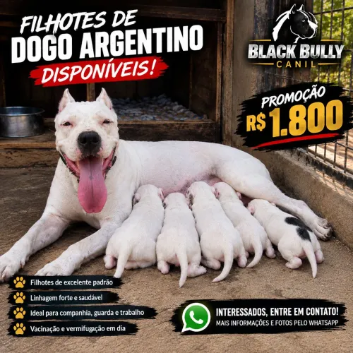 Dogo argentino filhote