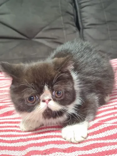 Gato persa exótico 