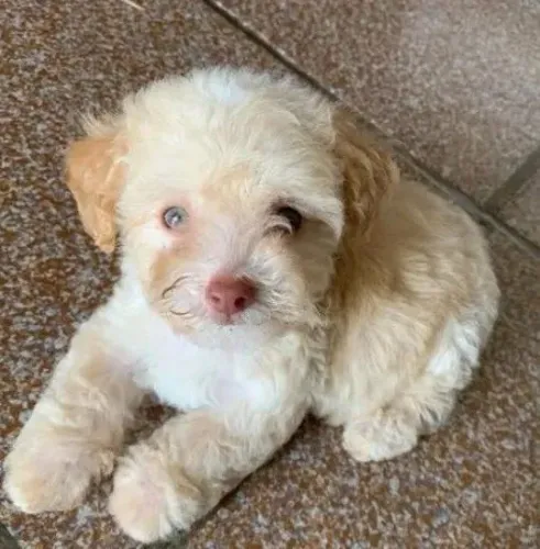 Maltês com poodle caminha brinde zap 85 99629.3794
