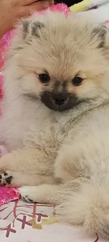 Filhote Lulu Pomerânia Anão 