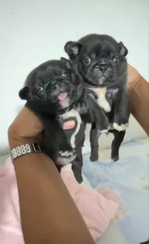Pug Fêmea valor 1.500,00 