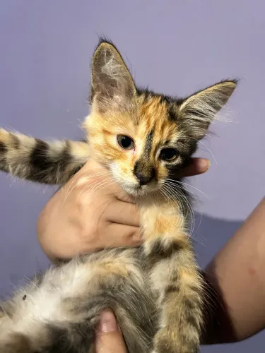 Gata fêmea