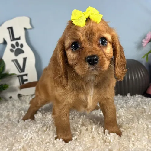 Cavalier King Charles Spaniel- Nobreza no nome e puro amor no comportamento