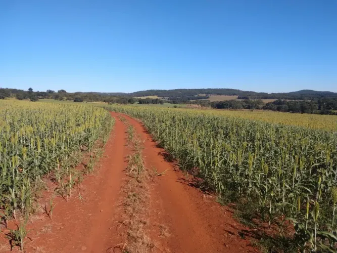 Fazenda a venda em Formosa - Goiás