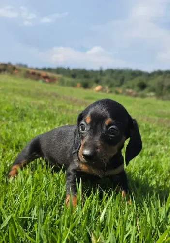 Dashchund , teckel, cofap fêmea preta tradicional