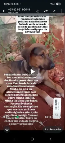 ADOÇÃO RESPONSÁVEL: cadela, 2 meses, porte médio 
