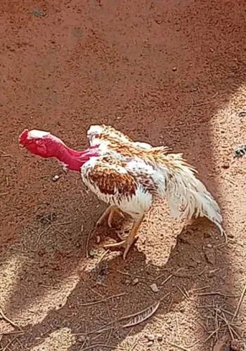 Galo índio bico curto 