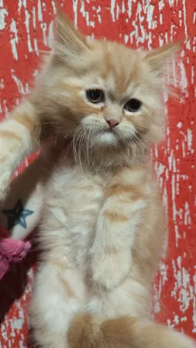 Gatos