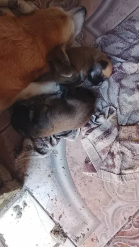 Cachorro pastor catalão filhote com 24 dias