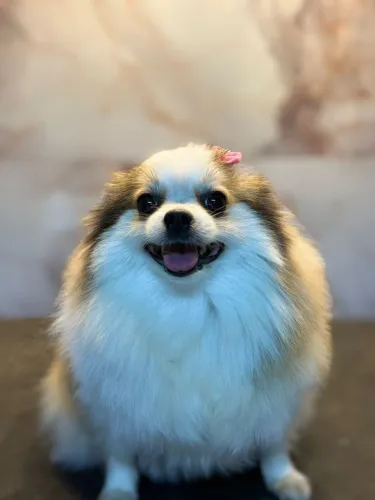 Spitz alemão femea