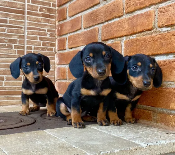 Dachshund Kaninchen Mini - Garantido