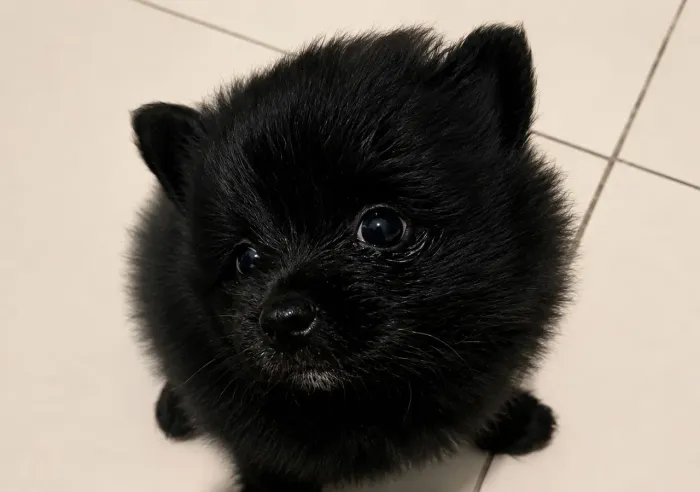 Spitz alemão porte pequeno