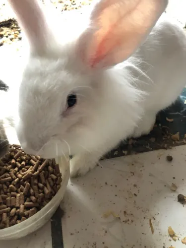 Vendo 2 coelhos