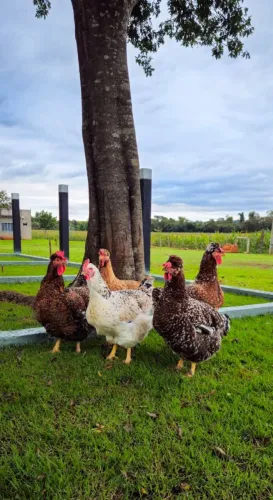 Gsb galinha ovos e pintinhos a venda