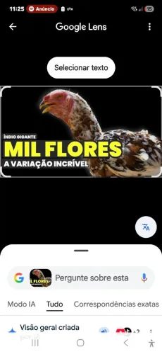 AVES ÍNDIO GIGANTE.