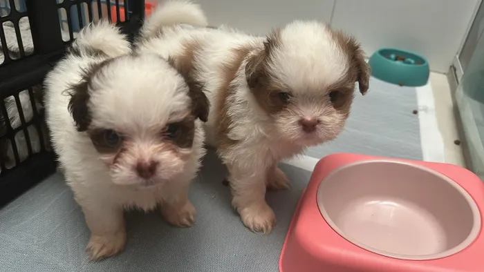 Shihtzu fêmea 