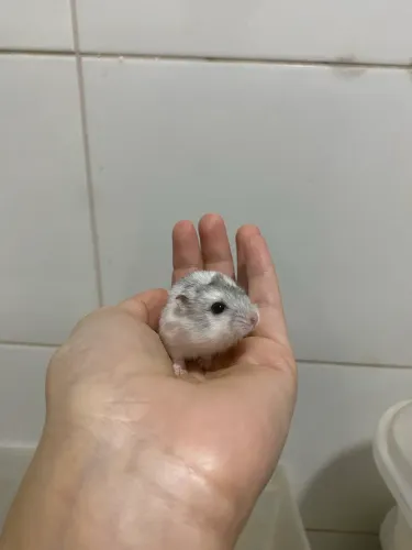 Hamster Anao russo