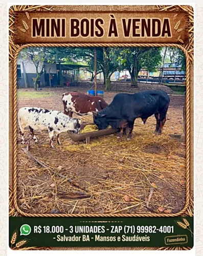 Mini Bois ideal para Fazendinha