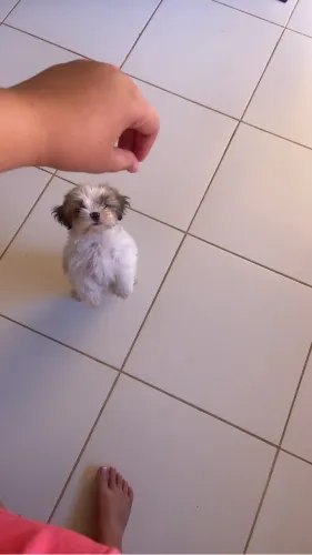Vendo shih tzu macho com 4 messes
