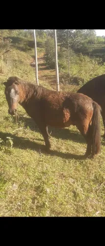 Vendo pônei