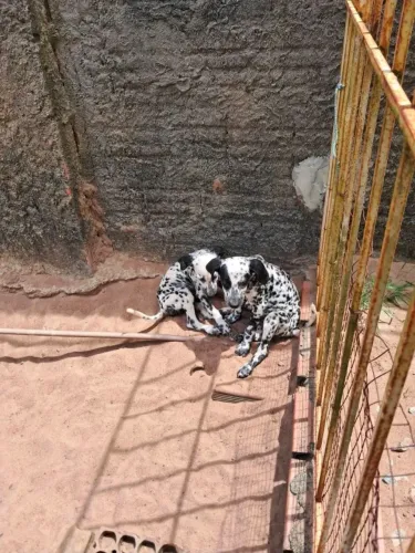 FILHOTES DE DÁLMATAS