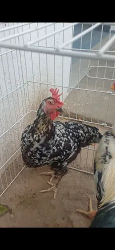 Galinha GSB