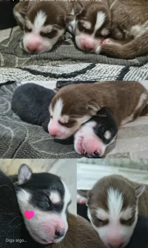 Filhotes Husky Siberiano