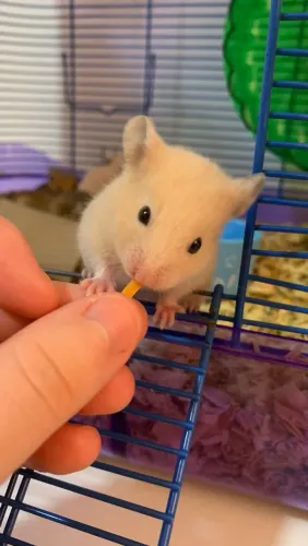 DOIS HAMSTER SÍRIO MACHO POR R$70
