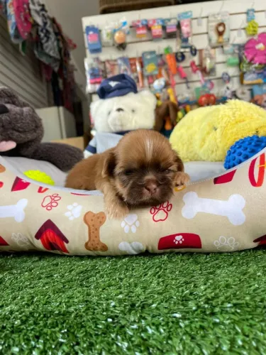 Shihtzu macho chocolate