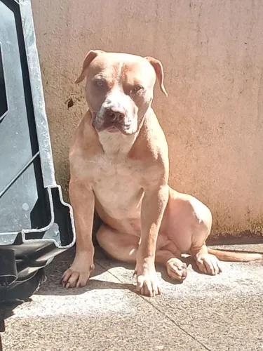 Doa se american bully lindo e manso