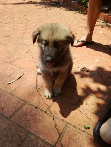 Filhote husky mix
