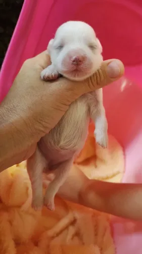 Maltês filhotes ' Macho e Fêmea'