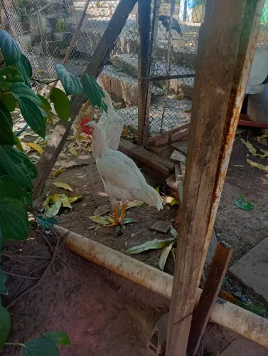 Vendo frangos caipira
