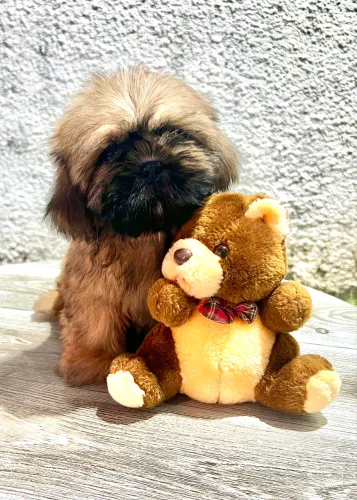 Shih tzu macho valor de oportunidade 5X sem juros.