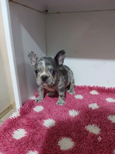 Buldogue francês