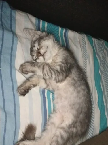 Doação de gato macho