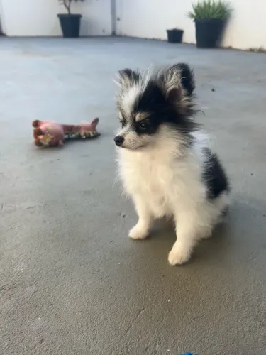 Lulu macho