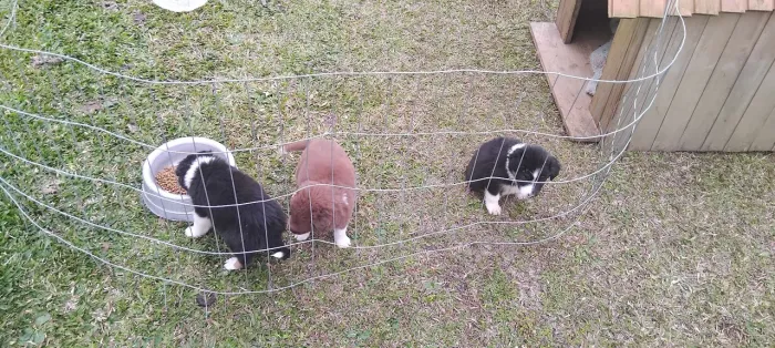 Border cooler com pedigree