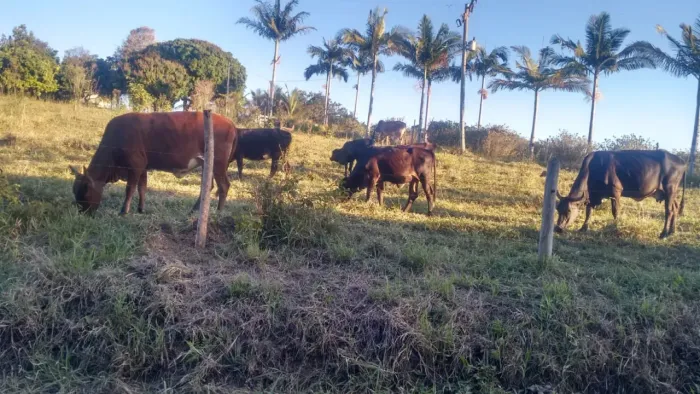 VENDO TROCO SITIO 55 HECTARES EM PARIQUERA-AÇU ( 4272 )