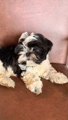 Shih Tzu