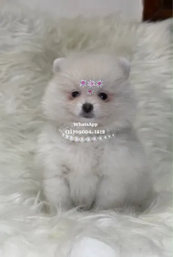 Spitz Alemão anão temos macho e fêmea disponível