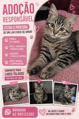 Doação gatinha